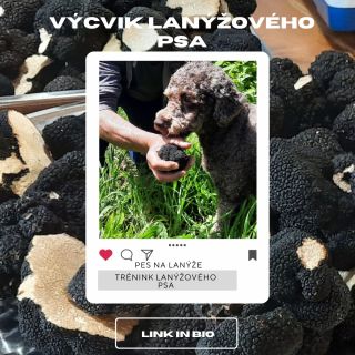 🐶 Věděli jste, že psa můžete vycvičit, aby vám hledal lanýže? Lanýže se očima nenajdou. Lanýže se musí vyčichat — a v tom...